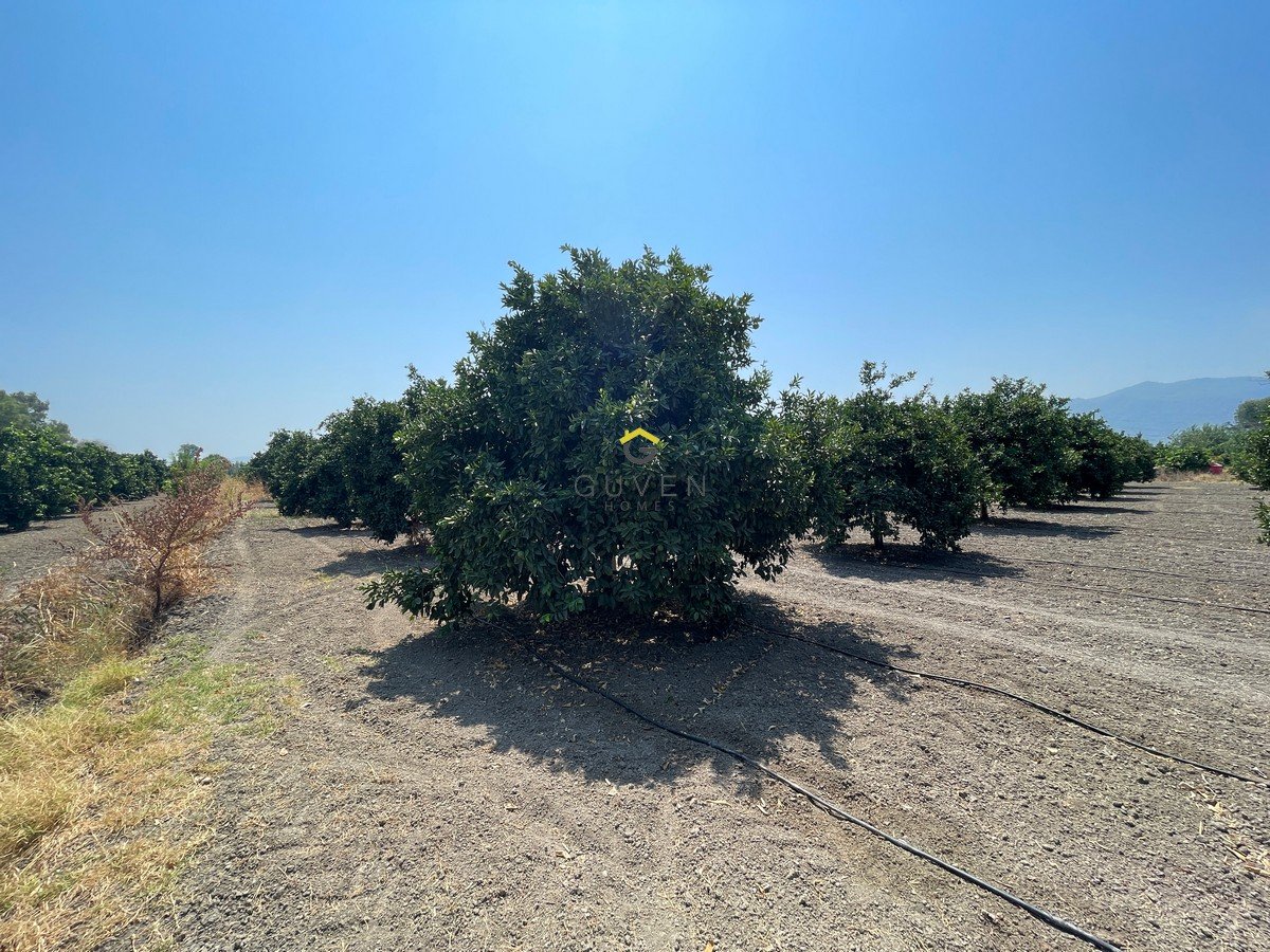 GÜVEN HOMES'TAN KÖYCEĞİZDE SATILIK 13.700 m² PORTAKAL BAHÇESİ
