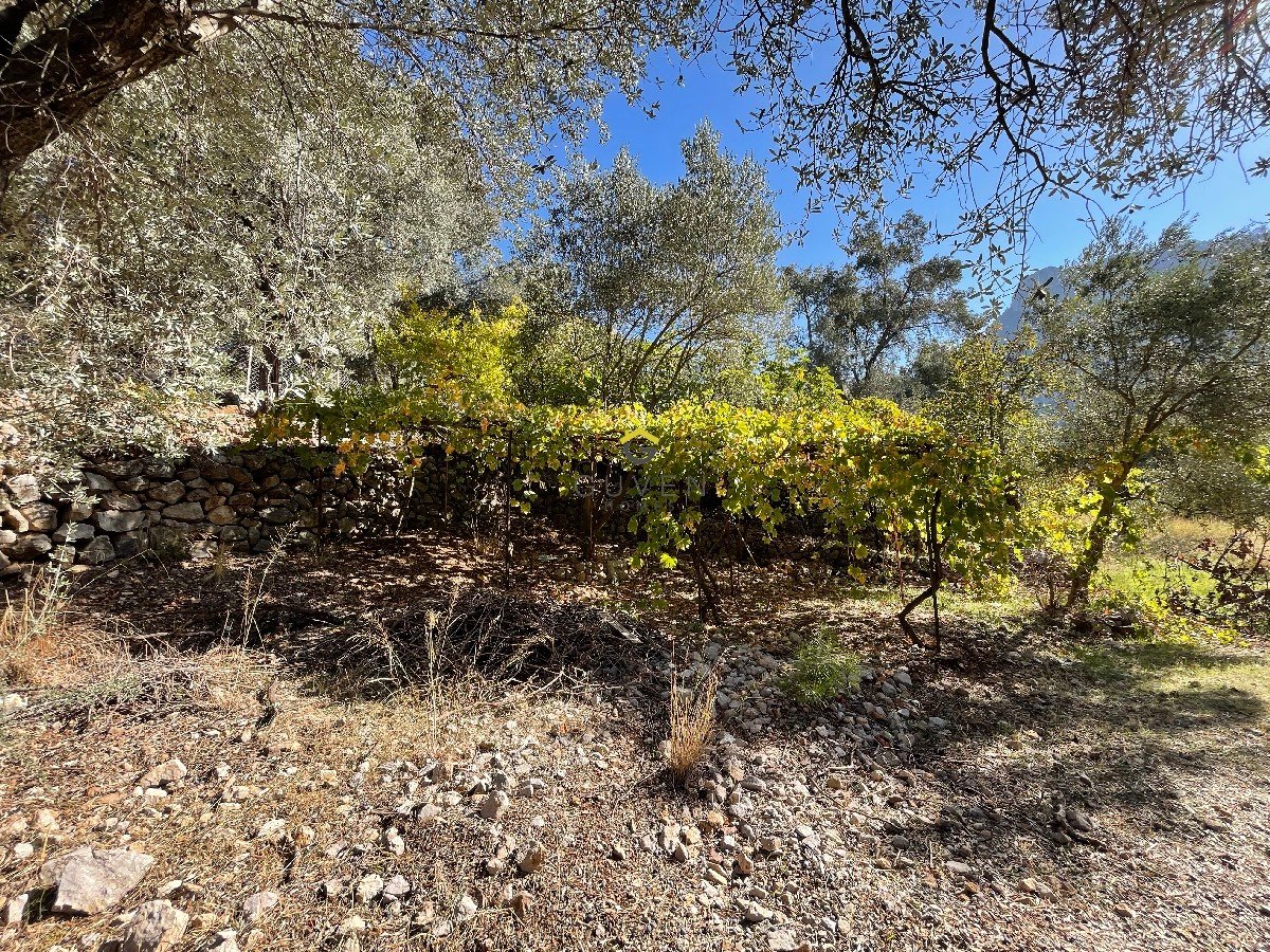 FARALYA KİRME MAHALLESİNDE İMARLI SATILIK 655 m² BAHÇE